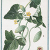 Cucumis silvestris Asininus dictus = Cocomero Salvatico = Cocombre Sauvage.