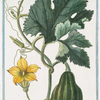 Pepo fructu parvo, Pyriformi. Cucurbita aspera Pyriformis, parva = Zucca = Citrouille. [Pumpkin]