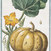 Melopepo, verruscosus, albicans, leviter striatus, folio aspero = Cocuzza bitorzoluta.