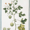 Colocynthis, fructu parvo, subrotundo, variegato, spinis inermibus circumvallato = Coloquintida = Coloquinte. [Wild gourd or Bitter apple]