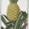 Ananas fructu ovato, carne albida = Carduus Brasilianus, foliis Aloes. [Pineapple]