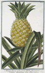 Ananas fructu ovato, carne albida = Carduus Brasilianus, foliis Aloes. [Pineapple]