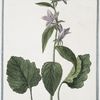 Campanula vulgatior foliis Urticæ vel major, et asperior = Cervicaria major = Campanula = Campanule. [Bell flower]