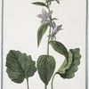 Campanula vulgatior foliis Urticæ vel major, et asperior = Cervicaria major = Campanula = Campanule. [Bell flower]