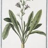 Campanula, radice esculenta, flore coeruleo = Rapunzolo = Campanule. [Edible bell flower]