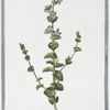 Campanula pentagonia, perfoliata. [Five petaled bell blower]
