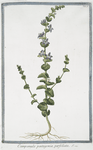 Campanula pentagonia, perfoliata. [Five petaled bell blower]
