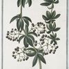 Rubia Tincotorum sativa = Robbia = Garance. [Tincture of the root or Dyer's Madder]