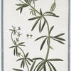 Aparine vulgaris = Speronella = Gratteron. [Cleavers ; Barweed ; Goose grass]