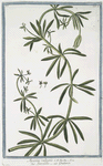 Aparine vulgaris = Speronella = Gratteron. [Cleavers ; Barweed ; Goose grass]