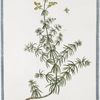 Gallium luteum = Caillelait jaune. [Yellow flowers used for curdling milk]