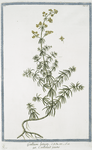 Gallium luteum = Caillelait jaune. [Yellow flowers used for curdling milk]