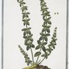 Cruciata floribus paniculatim nascentibus = Reginella.