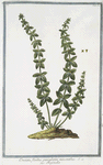 Cruciata floribus paniculatim nascentibus = Reginella.
