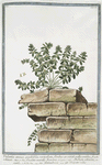 Valentia, annua, quadrifolia, verticillata, floribus ex viridi pallescentibus, fructu echinato = Cruciata muralis Romana = Rubeola echinata = Saxatilis = Pettimbrosa = Croisette veliie.