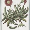 Ficoides Africana humilis, folio triangulari, non nihil spinoso, seu denticulato.