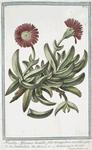 Ficoides Africana humilis, folio triangulari, non nihil spinoso, seu denticulato.