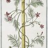Quamoclit, foliis tenuiter incisis, et pinnatis = Ipomæa.[cypress vine, cardinal climber, star glory]