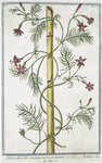 Quamoclit, foliis tenuiter incisis, et pinnatis = Ipomæa.[cypress vine, cardinal climber, star glory]