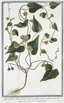 Quamoclit Americana foliis cordiformibus, acutis, et leviter angulatis, floribus sanguineis.