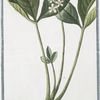 Menyanthes palustre, latifolium, et triphhyllum = Meniante.