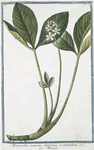 Menyanthes palustre, latifolium, et triphhyllum = Meniante.