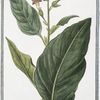Nicotiana major latifolia = Tabacco = Nicotiane ou Tabac. [Tobacco]