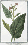 Nicotiana major latifolia = Tabacco = Nicotiane ou Tabac. [Tobacco]