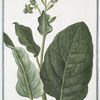 Nicotiana Minor = Erba Regina Tabacco = Nicotiane, ou Tabac, ou Herbe à la Rhine. [Tobacco]