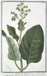 Nicotiana Minor = Erba Regina Tabacco = Nicotiane, ou Tabac, ou Herbe à la Rhine. [Tobacco]