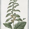 Hyoacyamus albus major = Jusquiamo bianco = Jusquiame blanche. [Russian henbane or White henbane]