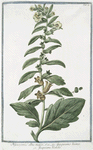 Hyoacyamus albus major = Jusquiamo bianco = Jusquiame blanche. [Russian henbane or White henbane]