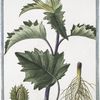 Stramonium, fructu spinoso, rotundo, flore violaceo simplici = Stramonio = Pomme epineuse. [Spiked fruit or Thornapple]