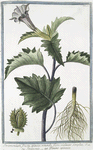 Stramonium, fructu spinoso, rotundo, flore violaceo simplici = Stramonio = Pomme epineuse. [Spiked fruit or Thornapple]