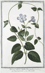Pervinca vulgaris, latifolia, flore cæruleo = Vinca-pervinca = Pervenche. [Vinca minor or Periwinkle]