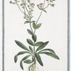 Centarurium minus = Centaurium minus, flore purpureo = Picciola Centaurea = Petite Centaurée. [Common centaury or Red centaury]