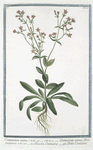Centarurium minus = Centaurium minus, flore purpureo = Picciola Centaurea = Petite Centaurée. [Common centaury or Red centaury]