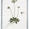 Androsace vulgaris latifolia annua.