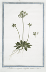 Androsace vulgaris latifolia annua.