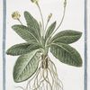 Primulaveris, pallido flore, elatior = Paralis officinarum = Fiori di primavera = Primevére.