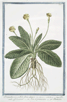 Primulaveris, pallido flore, elatior = Paralis officinarum = Fiori di primavera = Primevére.