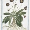 Primula varis, rubro fiore = Primula veris, flore sanguineo, simplici, umbilico croceo = Fiori di Primavera = Primevere.
