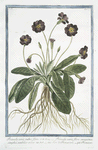 Primula varis, rubro fiore = Primula veris, flore sanguineo, simplici, umbilico croceo = Fiori di Primavera = Primevere.