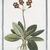 Primula veris, flore geminato = Primula veris, floribus coccineis, umbellico aureo = Primavera = Primevere.