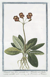 Primula veris, flore geminato = Primula veris, floribus coccineis, umbellico aureo = Primavera = Primevere.