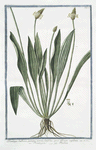 Plantago bulbosa, quimque nervia, latifolia, spica oblonga capillata = Piantaggine = Plantain.