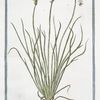 Plantago gramineo folio, major.