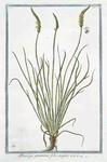 Plantago gramineo folio, major.