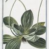 Plantago alpina, Veratri folio, spica alba, radice tuberosa, perenne = Piantaggine = Plaintain.