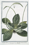Plantago alpina, Veratri folio, spica alba, radice tuberosa, perenne = Piantaggine = Plaintain.